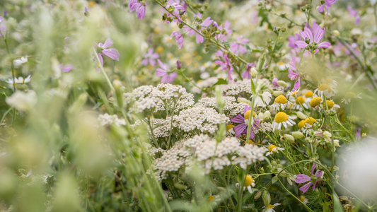 Powered by Nature: The Natural Ingredients That Fuel Our Supplements