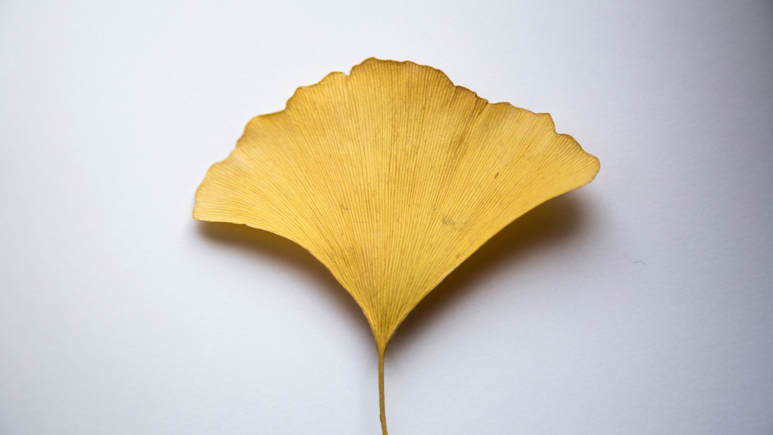 Is Gingko Biloba The Ultimate Memory Supplement?