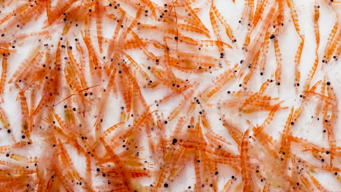 Krill Oil and Omega 3: Sustainably Sourced